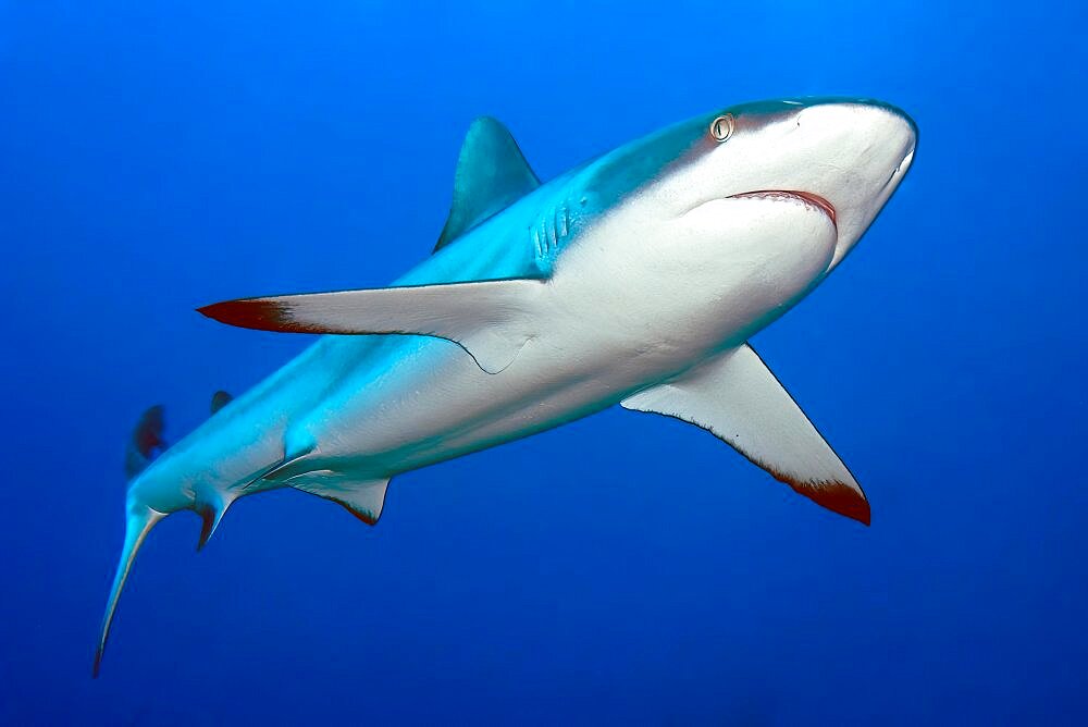 Close-up of grey reef shark (Carcharhinus amblyrhynchos), Pacific Ocean, Yap, Caroline Islands, Micronesia, Oceania