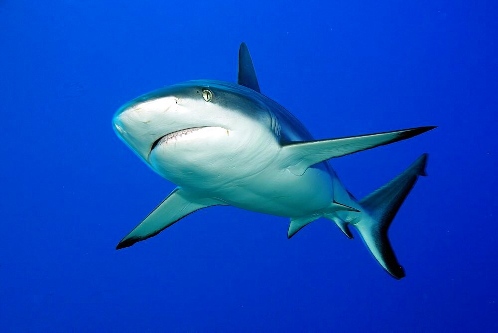 Close-up of grey reef shark (Carcharhinus amblyrhynchos), Pacific Ocean, Yap, Caroline Islands, Micronesia, Oceania