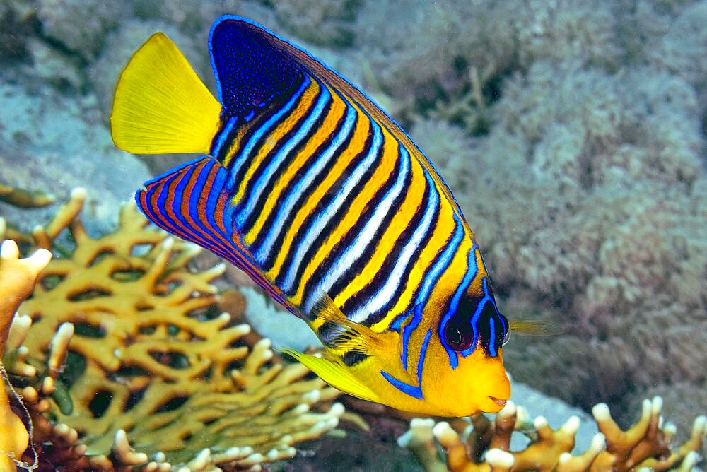 Peacock angelfish (Pygoplites diacanthus), Pacific Ocean, Yap, Caroline Islands, Micronesia, Oceania