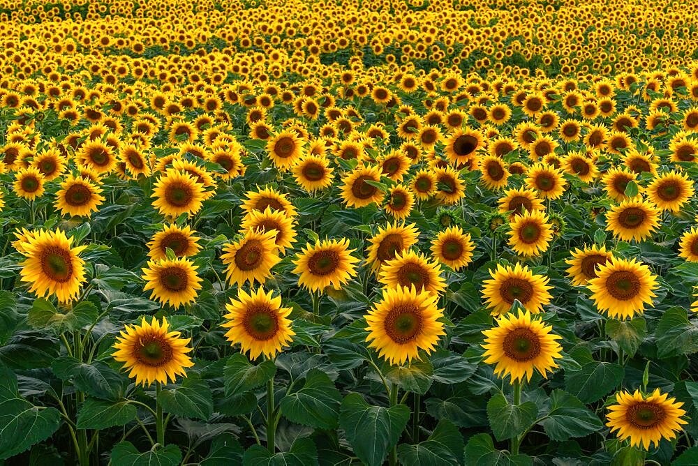 A background with sunflowers in a summertime evening. Alsace, France, Europe