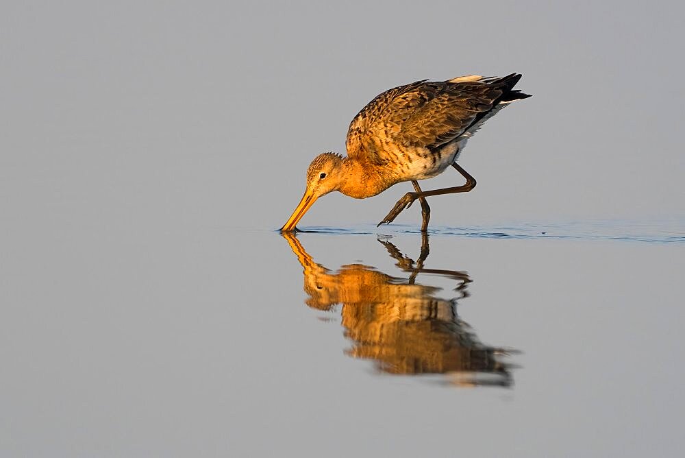 Black-tailed Godwit (Limosa limosa) foraging, Texel, North Holland, Netherlands