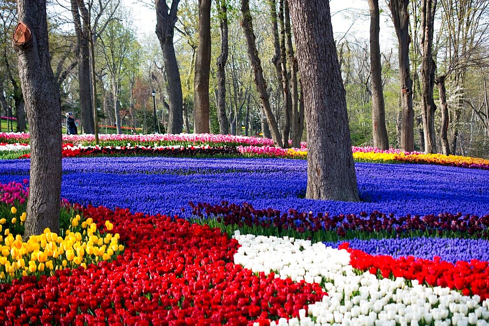 Tulip garden full of various colors of tulips in spring