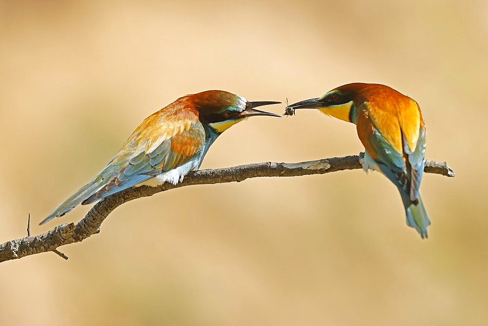 Bee-eater (Merops apiaster) sitting on a branch, wildlife, Rhineland-Palatinate, Germany, Europe
