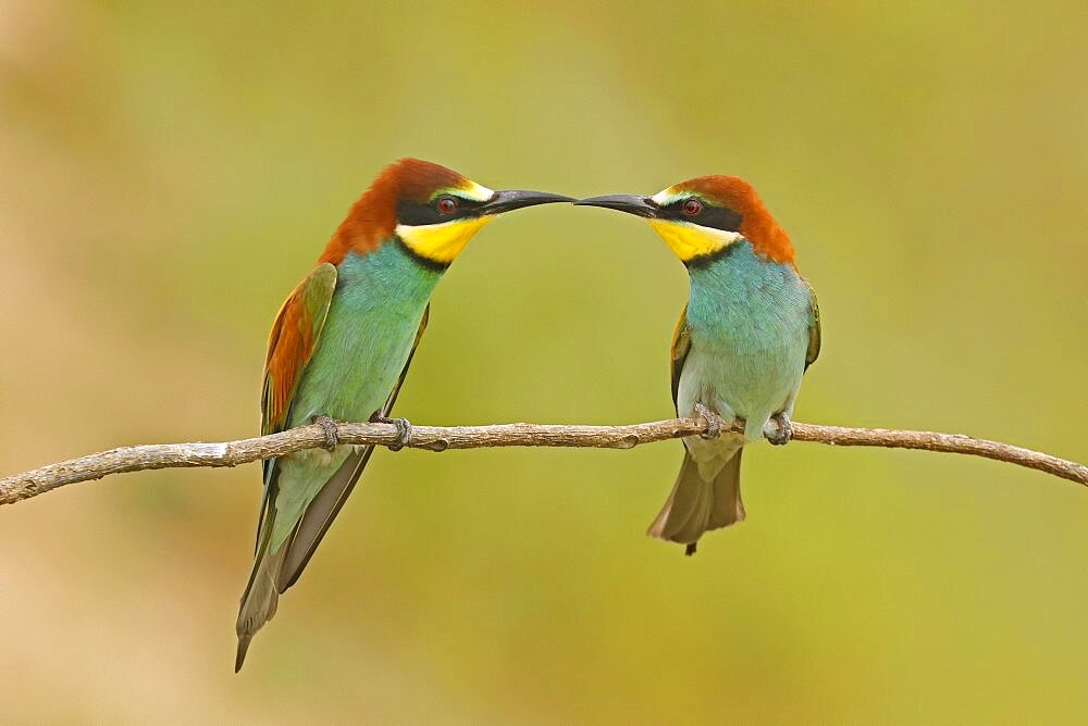 Bee-eater (Merops apiaster) sitting on a branch, wildlife, Rhineland-Palatinate, Germany, Europe