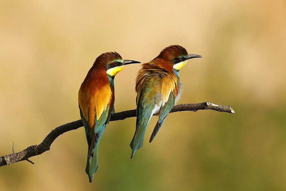 Bee-eater (Merops apiaster) sitting on a branch, wildlife, Rhineland-Palatinate, Germany, Europe