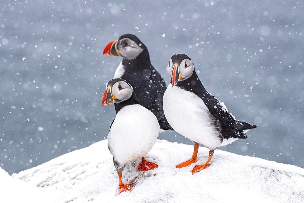 Three puffin (Fratercula arctica) in winter during snowfall, Hornoya Island, Hornoya, Vardo, Varanger Peninsula, Troms og Finnmark, Norway, Europe