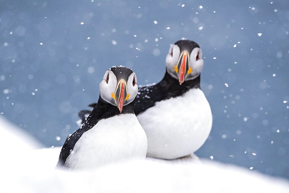 Two puffin (Fratercula arctica) in winter during snowfall, Hornoya Island, Hornoya, Vardo, Varanger Peninsula, Troms og Finnmark, Norway, Europe