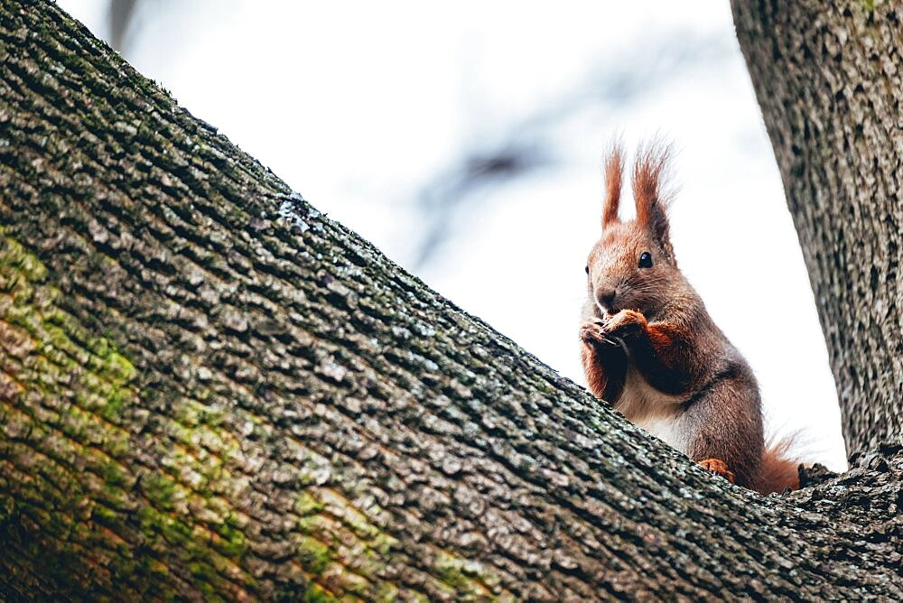 Squirrel eating nut, tree, park, Warszawa, Poland, Europe