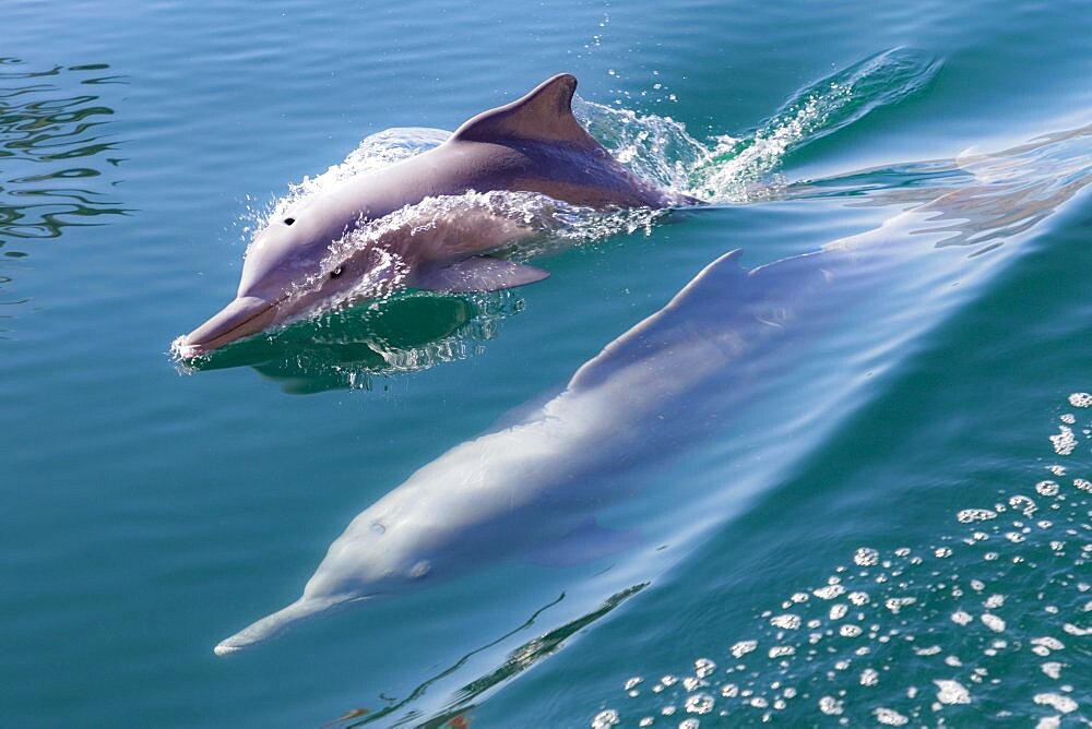 Common dolphins (Delphinus delphis), Fjords or Khor of Musandam, Musandam, Sultanat of Oman