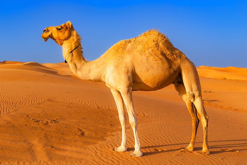 Camel (Camelus dromedarius) in the Wahiba Sands, or Ramlat al-Wahiba, or Sharqiya Sands, Omans largest desert, Sultanat of Oman