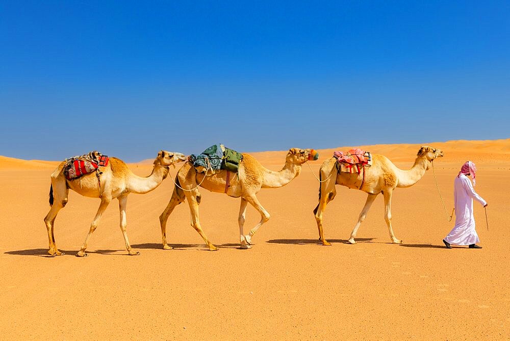 A bedouin leading his camels (Camelus dromedarius) through the Wahiba Sands, or Ramlat al-Wahiba, or Sharqiya Sands, Omans largest desert, Sultanat of Oman