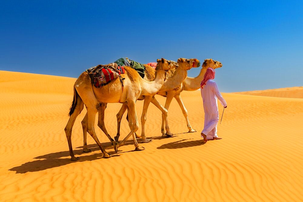 A bedouin leading his camels (Camelus dromedarius) through the Wahiba Sands, or Ramlat al-Wahiba, or Sharqiya Sands, Omans largest desert, Sultanat of Oman