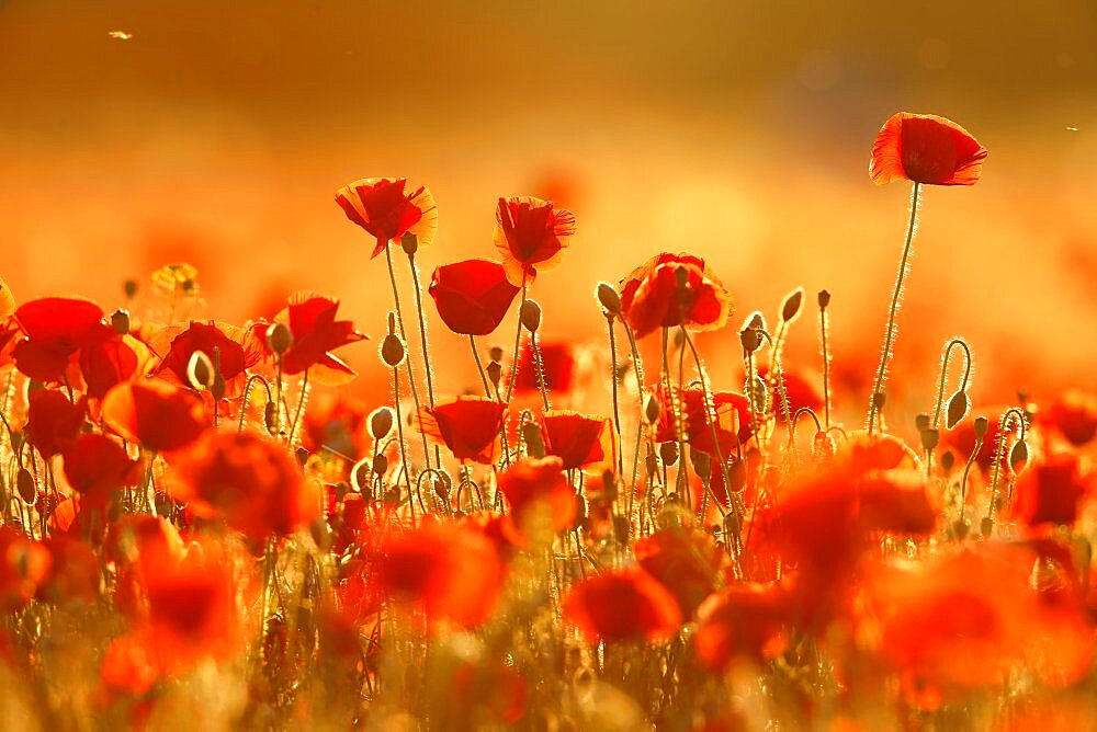 Corn poppy (Papaver rhoeas) in a wheat field in landscape format, Middle Elbe Biosphere Reserve, Dessau-Rosslau, Saxony-Anhalt, Germany, Europe