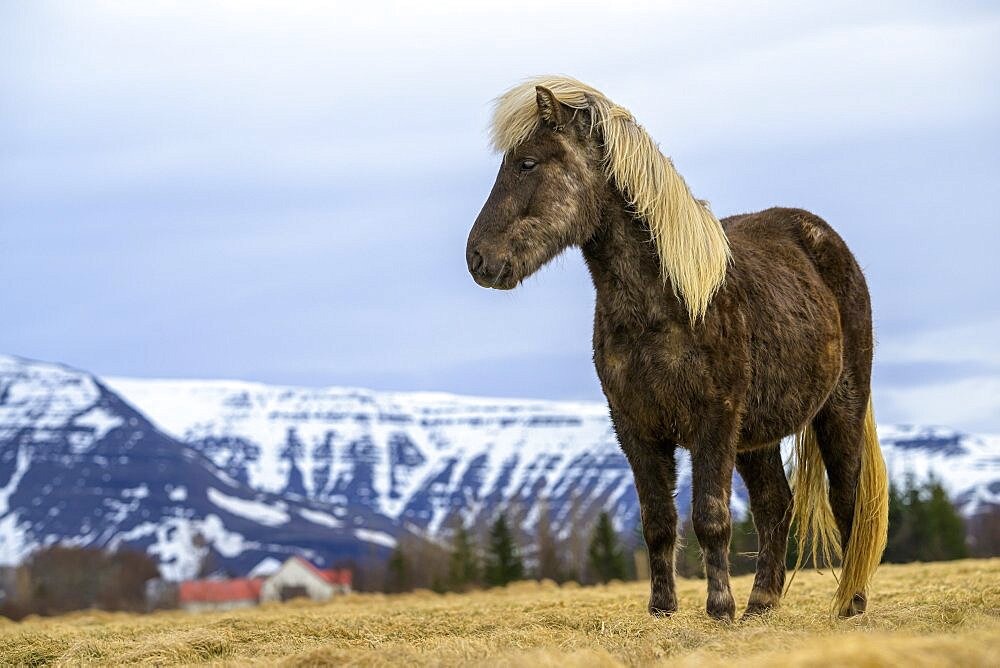 Icelandic horse, Iceland, Europe