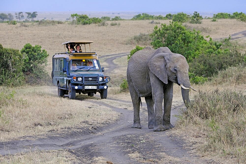 African elephant (Loxodonta africana), old female, lead cow in the landscape of the Masai Mara, in the background tourists in a safari vehicle, Kenya, Africa