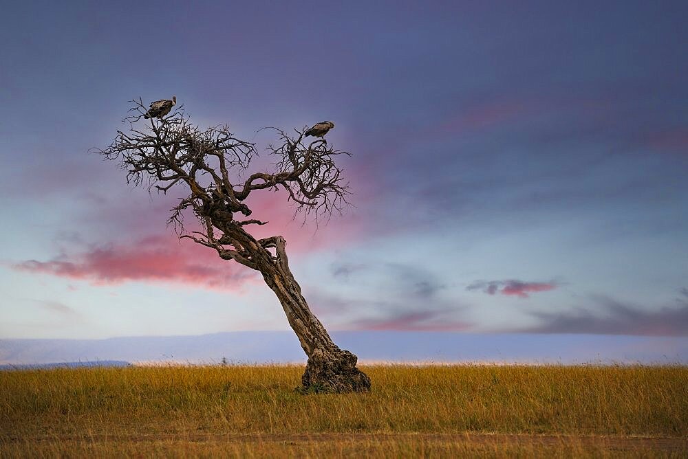 Dead tree with vultures in first light, Masai Mara, Kenya, Africa