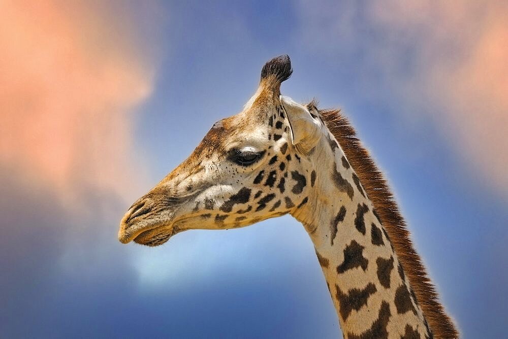 Masai giraffe (Giraffa camelopardalis tippelskirchi), portrait, Masai Mara, National Park, Kenya, East Africa, Africa