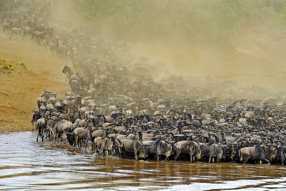 Wildebeest, blue wildebeest (Connochaetes taurinus), white bearded wildebeest, wildebeest migration, wildebeest crossing the Mara River, Masai Mara, Kenya, Africa