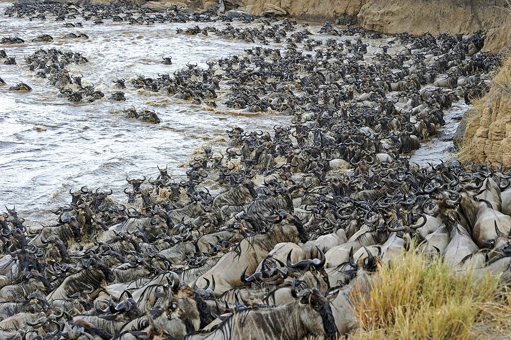 Wildebeest, blue wildebeest (Connochaetes taurinus), white bearded wildebeest, wildebeest migration, wildebeest crossing the Mara River, Masai Mara, Kenya, Africa