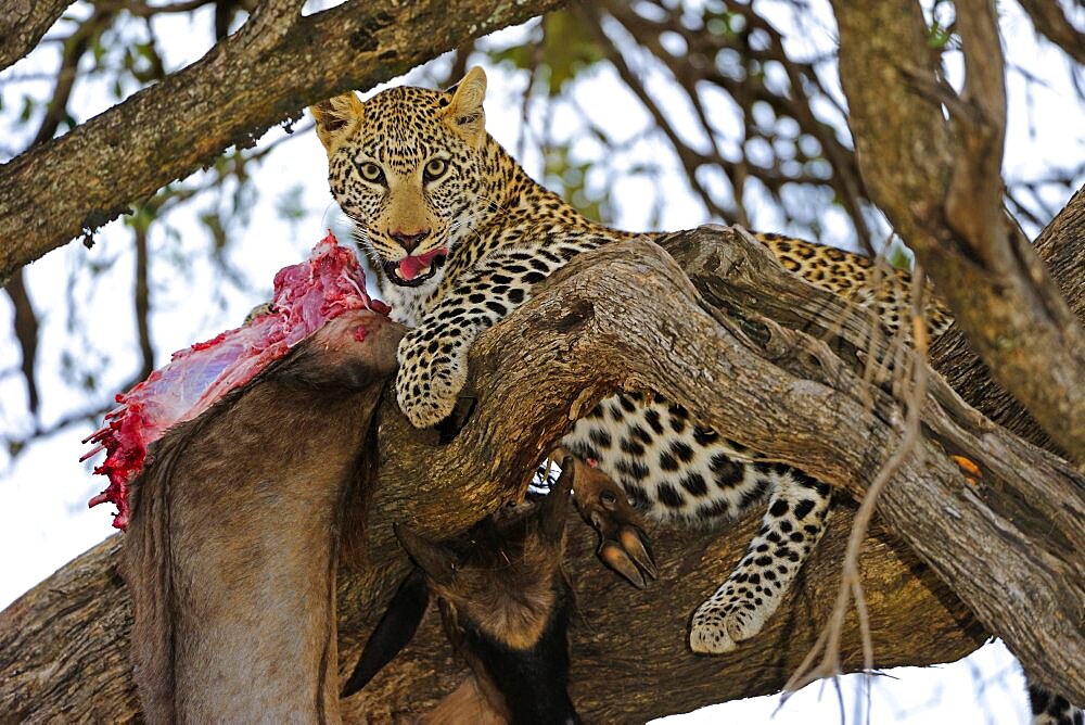 Leopard (Panthera pardus) eats captured wildebeest, blue wildebeest, white-bearded wildebeest (Connochaetes taurinus), on a tree. Masai Mara, Kenya, Africa