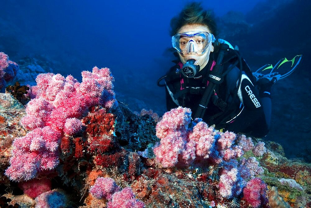 Diver looking at pink coloured soft corals (Dendronephthya), Pacific Ocean, Caroline Islands, Yap, Micronesia, Oceania