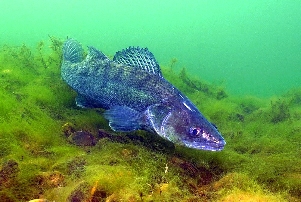 Female pike-perch (Sander lucioperca) guarding clutch in nest on lake bottom, quarry pond with fresh water, Germany, Europe