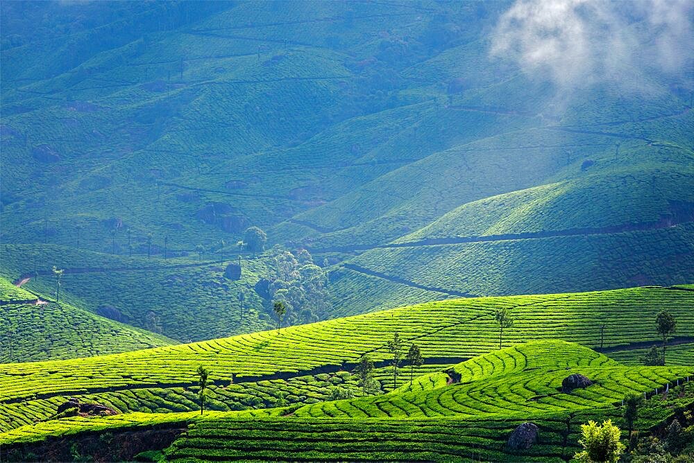 Kerala India travel background, green tea plantations in Munnar with low clouds, Kerala, India, tourist attraction, Asia