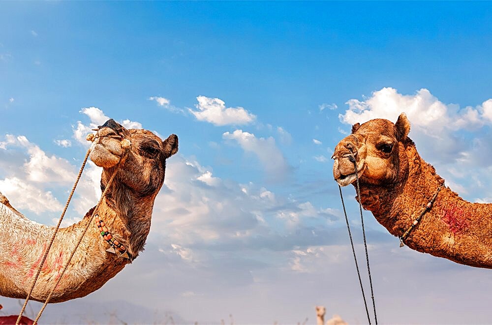 Camels at Pushkar Mela, famous annual camel and livestock fair, held in the town of Pushkar, Rajasthan, India, Asia