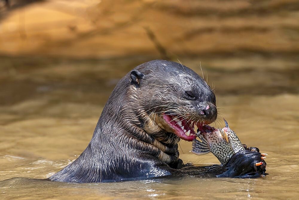 Giant otter (Pteronura brasiliensis), in the water, eating captured fish, animal portrait, Pantanal, Mato Grosso, Brazil, South America