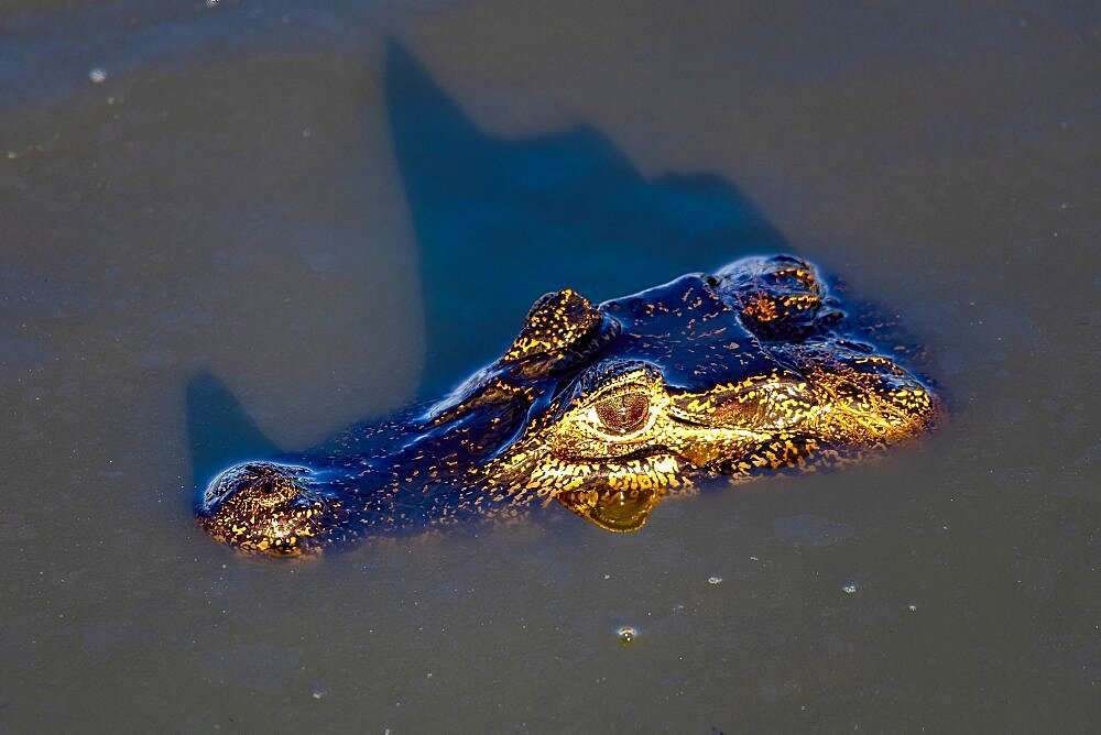 Yacare caiman (Caiman crocodilus yacara) in the water, Pantanal, Mato Grosso, Brazil, South America