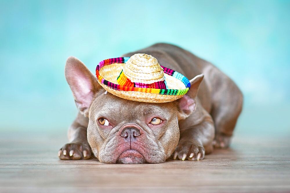 Funny French Bulldog dog with summer straw hat lying down in front of blue wall