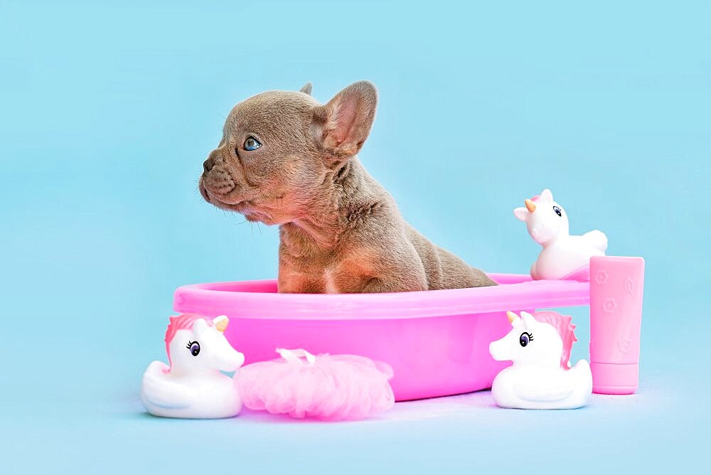 Isabella French Bulldog dog puppy in pink bathtub with rubber ducks on blue background