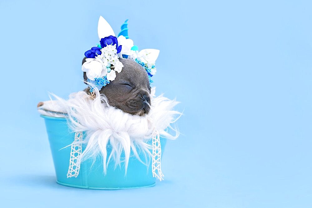 Blue French Bulldog dog puppy with unicorn headband with horn sleeping in bucket