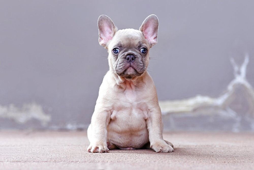 Young lilac fawn colored French Bulldog dog puppy with large funny not straight blue eyes in front of gray background