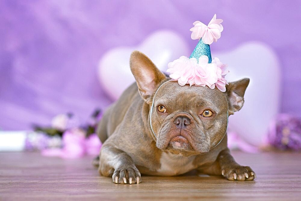 French Bulldog dog with birthday part hat in front of blurry pink background with flowers and heart shaped balloons