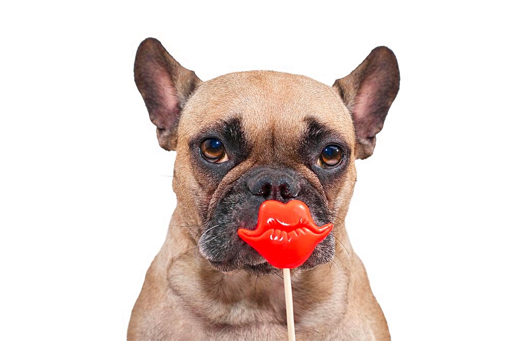 Cute French Bulldog dog with red kiss lips photo prop in front of white background