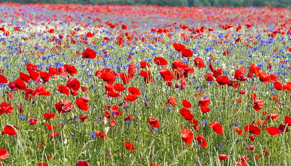 Field with poppy flowers (Papaver rhoeas), camomile (Matricaria chamomilla L.) and cornflowers (Centaurea cyanus), Mecklenburg-Western Pomerania, Germany, Europe