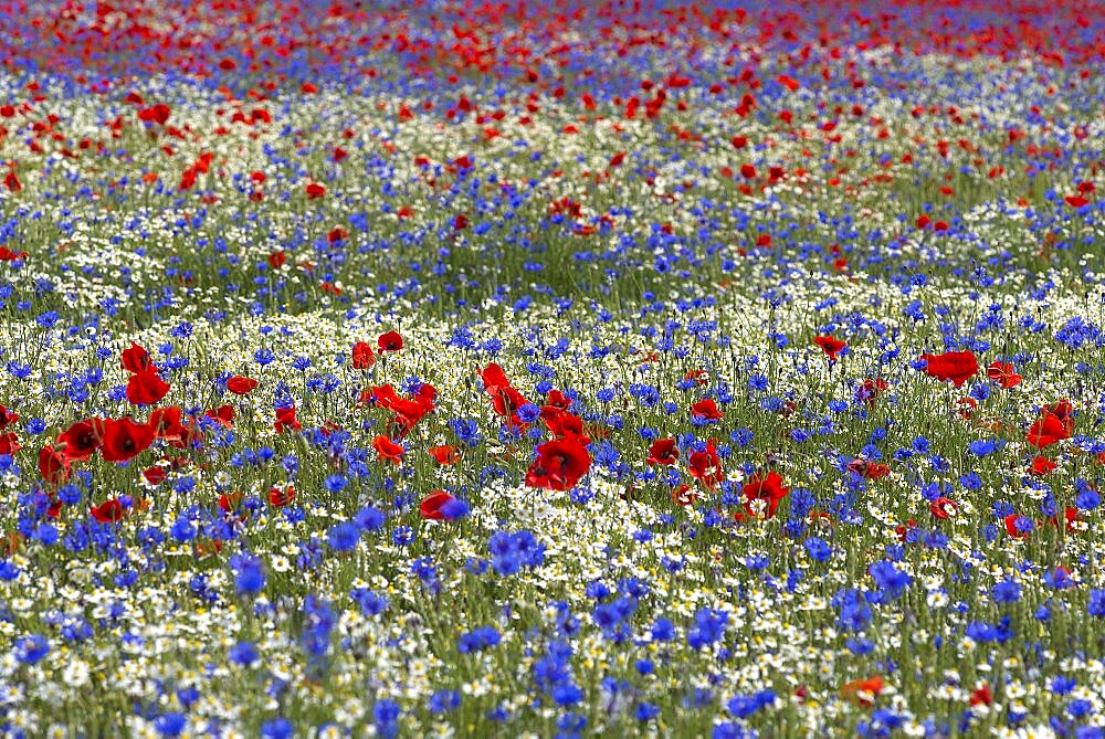 Field with poppy flowers (Papaver rhoeas), camomile (Matricaria chamomilla L.) and cornflowers (Centaurea cyanus), Mecklenburg-Western Pomerania, Germany, Europe