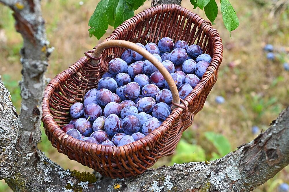 Damson (Prunus domestica subsp. domestica), Lower Franconia, Bavaria, Germany, Europe