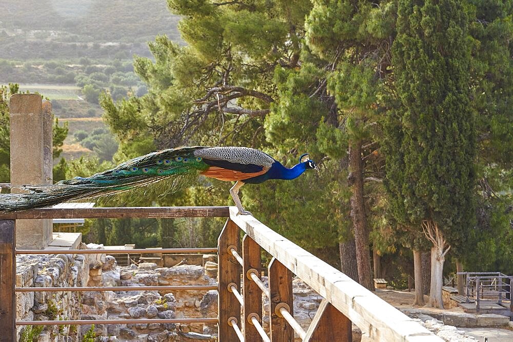 Morning light, peacock sitting on wooden railing of a wooden bridge, Palace of Knossos, Heraklion, Central Crete, Island of Crete, Greece, Europe