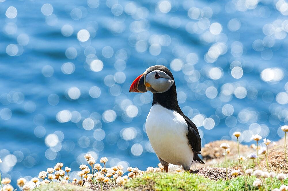 Seabird, Puffin on cliff above glittering sea, also Puffin (Fratercula arctica), Puffin, Alcidae, Isle of Noss, Isle of Noss, Shetland Islands, Scotland, Great Britain Great Britain