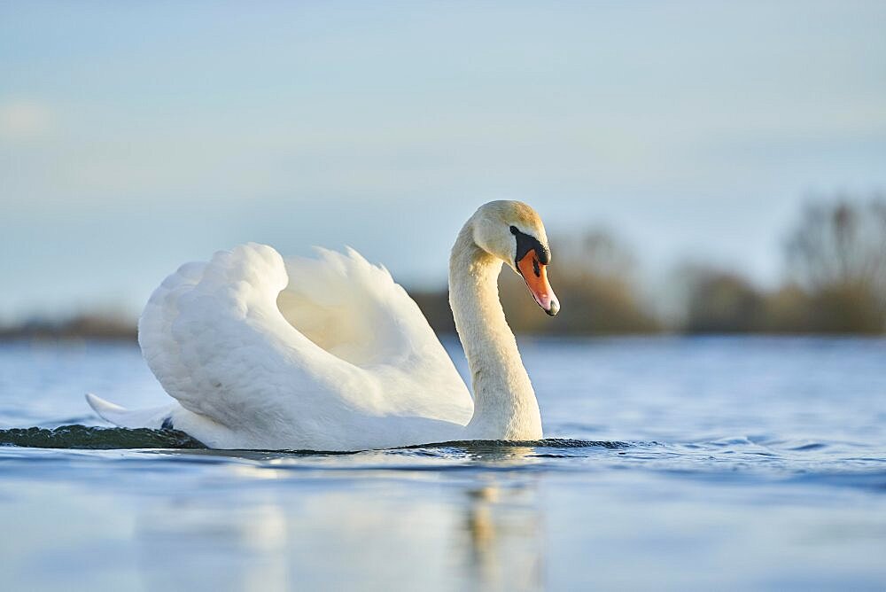 Mute swan (Cygnus olor) swimming on donau river, Bavaria, Germany, Europe