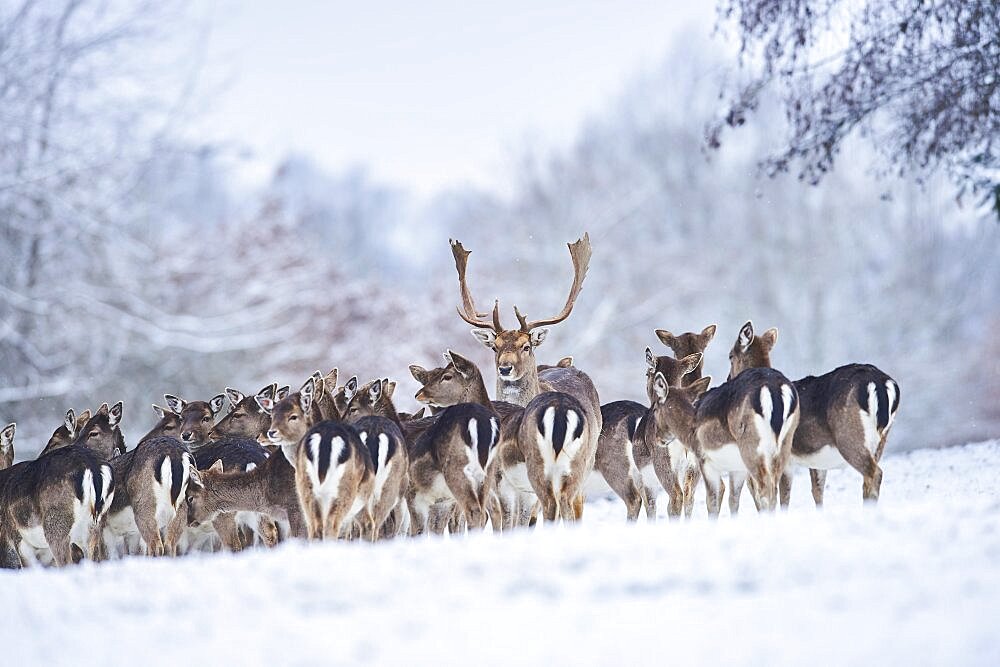 Fallow deer (Dama dama) on a meadow, captive, Bavaria, Germany, Europe