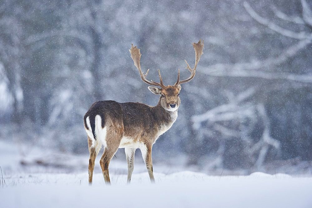 Fallow deer (Dama dama) on a meadow, captive, Bavaria, Germany, Europe