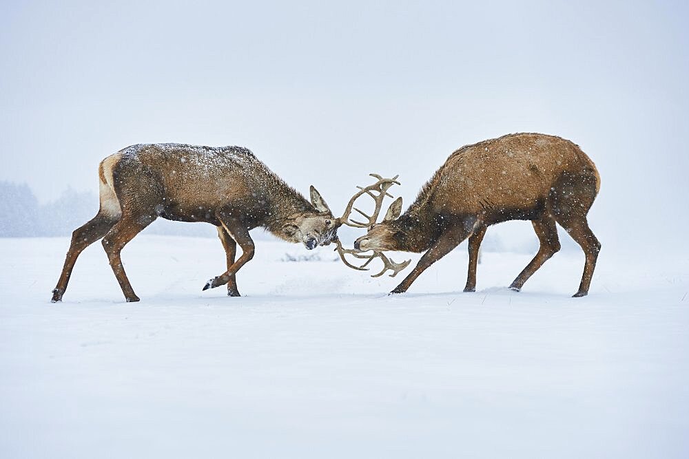 Red deer (Cervus elaphus) on a snowy meadow, captive, Bavaria, Germany, Europe