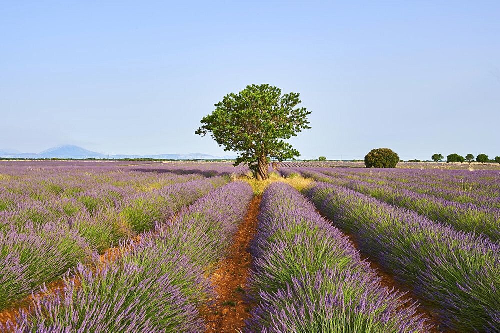 Tree growing next to True lavender (Lavandula angustifolia) fields near Valensole, Provance, France, Europe