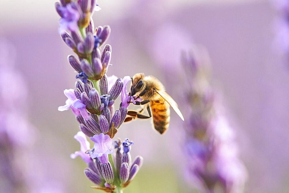 European honey bee (Apis mellifera) on a true lavender (Lavandula angustifolia) blossom in a field near Valensole, Provance, France, Europe