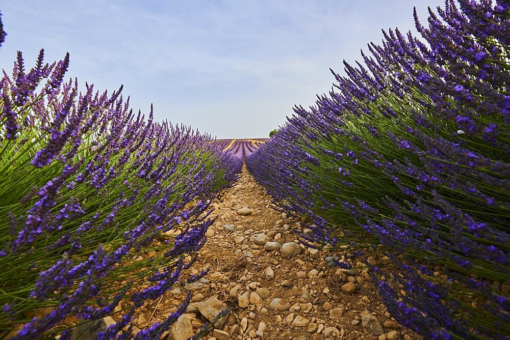 True lavender (Lavandula angustifolia) field near Valensole, Provance, France, Europe