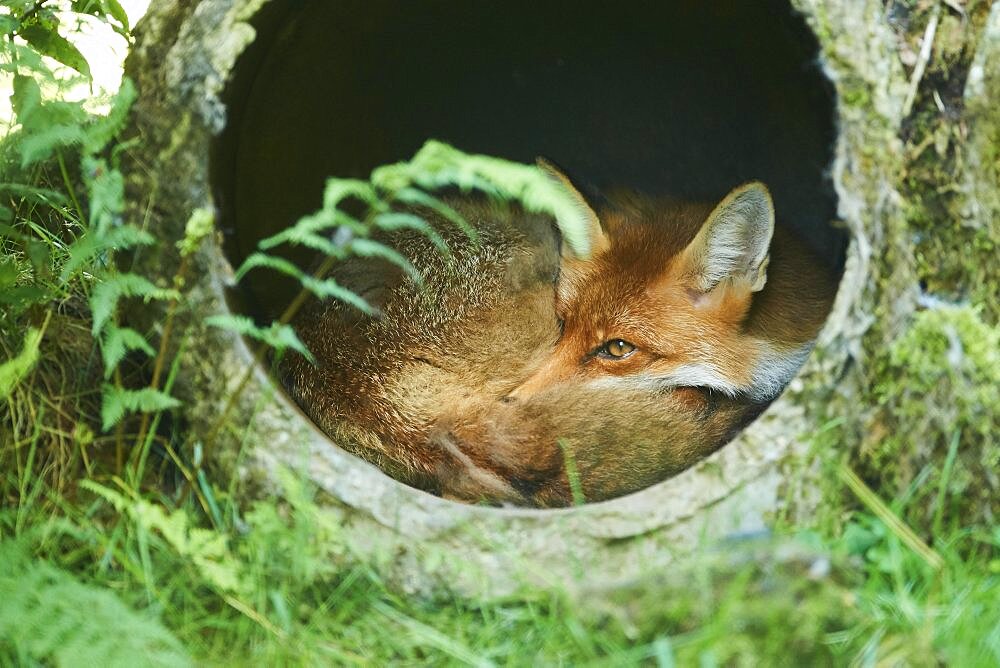 Red fox (Vulpes vulpes) sleeping in a pipe, Bavaria, Germany, Europe