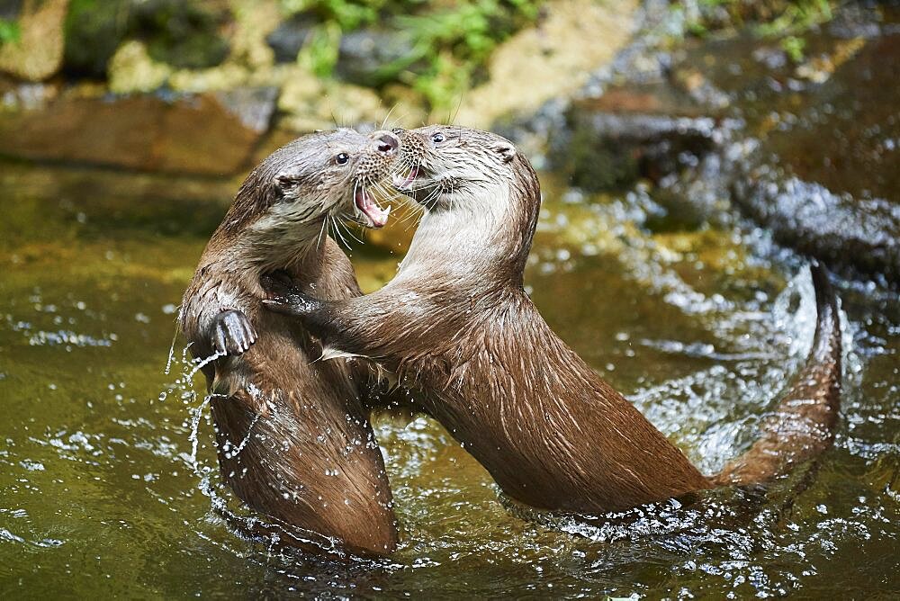 Eurasian otter (Lutra lutra), playing with each other in the water, Bavaria, Germany, Europe